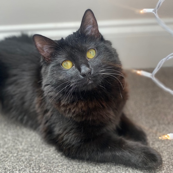 Fluffy - Picture 12 of 16